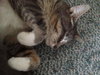 Kitty Grace