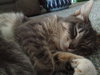 Kitty Grace