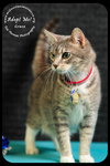 Kitty Grace