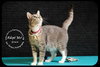 Kitty Grace