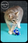 Kitty Grace