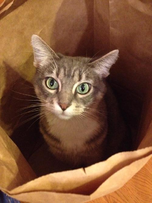 Kitty Grace