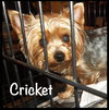 Cricket