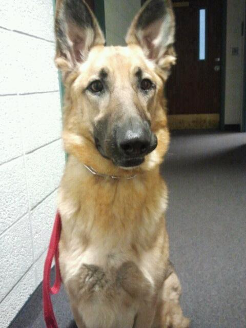 Dutchess