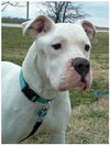 Blue- Foster Needed