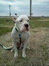 Blue- Foster Needed