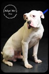 Blue- Foster Needed