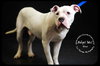 Blue- Foster Needed