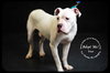 Blue- Foster Needed