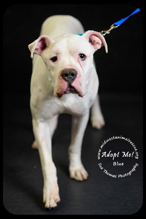 Blue- Foster Needed