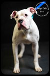 Blue- Foster Needed