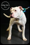 Blue- Foster Needed