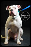 Blue- Foster Needed