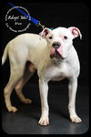 Blue- Foster Needed
