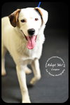 Cooper