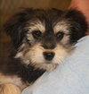 Humphrey Puppy