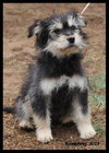 Humphrey Puppy