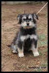 Humphrey Puppy