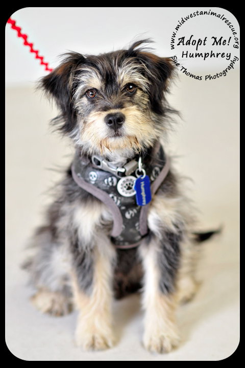 Humphrey Puppy