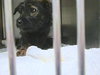 Joplin Puppy