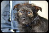 Joplin Puppy