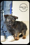 Joplin Puppy