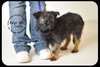 Joplin Puppy