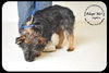 Joplin Puppy