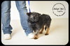 Joplin Puppy