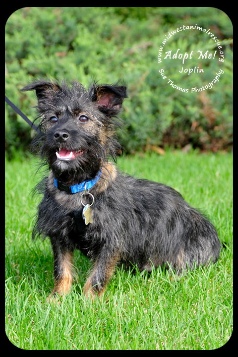 Joplin Puppy