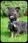 Joplin Puppy