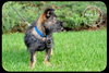 Joplin Puppy