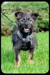 Joplin Puppy