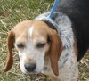 Dixie