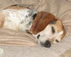 Dixie