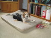Dixie