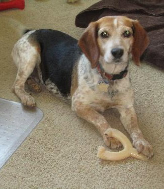 Dixie