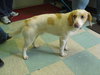 Pippin