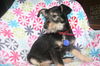 Azure Puppy