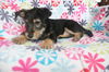 Azure Puppy