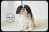 Missy-Senior