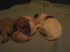Emerald-Puppy