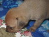 Emerald-Puppy