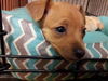Emerald-Puppy