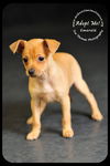 Emerald-Puppy