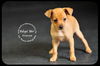 Emerald-Puppy
