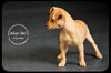 Emerald-Puppy