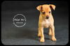 Emerald-Puppy