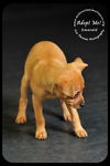 Emerald-Puppy