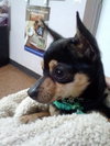 Brady
